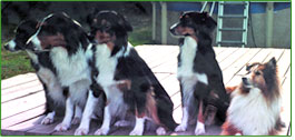 Eleanor's happy, healthy and calm brood.