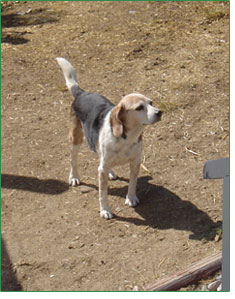 Miss Dorie, tail held high, ready to chase rabbits!