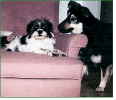 Otis reclines while best pal, Missy, fills him in on the latest gossip.