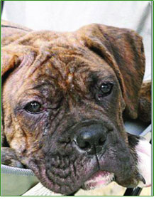 After - Kona now has soft and silky fur.