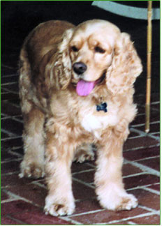 One of Maryann's healthy, flea and tick free dogs, Woody.