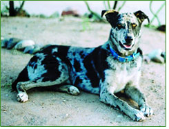 Meeko can now relax and enjoy life.