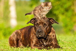 Great for dogs and cats