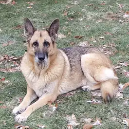 Sasha, 15 years old and going strong.