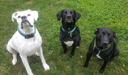 Bo, Duke and Max are tick and flea free!
