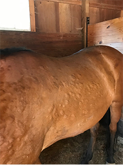 Bo's back with hives