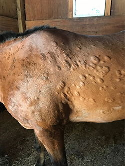 Bo's hives