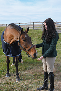Small Horse Treats