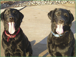 Coal and Scout ready for fun.