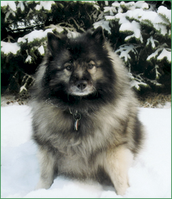 Shyla enjoying the snow.