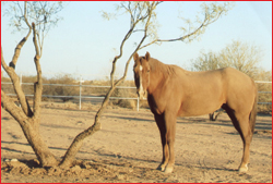Cowboy aka