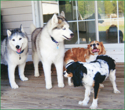 (L to R) Nikki, Kayla, Derby and Rugby.