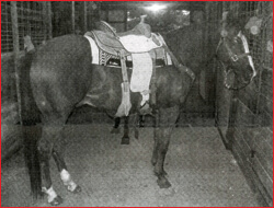 20 year old Leo, still competing and winning!