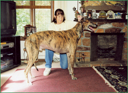 Joan and her handsome Greyhound.