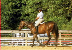 Margaret and Roo competing, not bothered by flies!