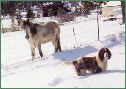 Sanduskey and Azore, the Springer Spaniel.