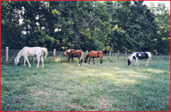 The Kangarloo herd.