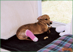 Little Noop with her cast on.