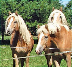 Boo, Nika, and Sybil - happy & fly free.
