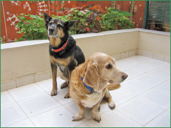 Buddy & Nikki.