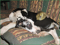 Five month old Great Dane, Gulliver, with the gosling, Grin.