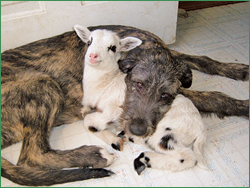 Gage, a young Wolfhound with Panini the lamb.