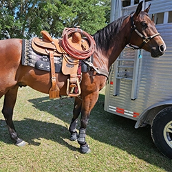 Shiny pony