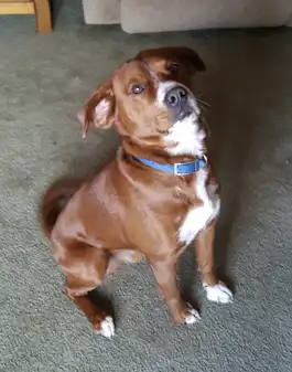 No more itching for Diesel!