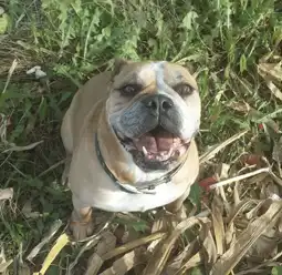 Booker, the Bulldog mix, is 13 years young!