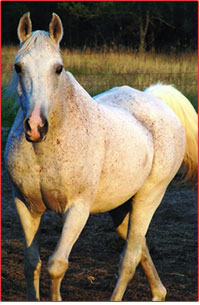 Vicki's horse looks in great health.