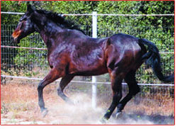 Beau loves to run laps in the arena.