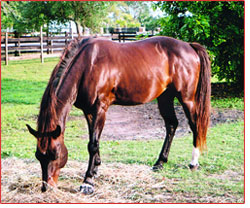 Peggy's handsome gelding, Charley.