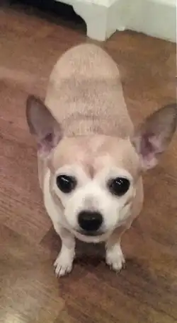 A Chipper Chihuahua.