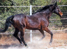 Beau loved to run laps in the arena.