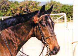 Beloved Beau.