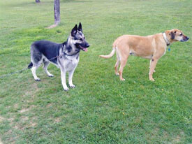 Rex & Brutus.