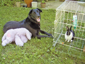 Scout, with her toy bunny and her real best bunny friend, Darby.
