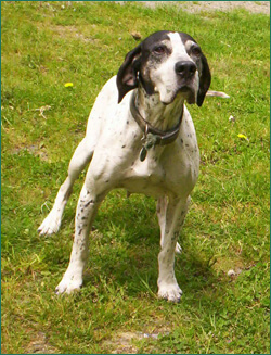 Pepper ready to run
