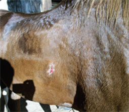 Wound almost healed 3 weeks later.