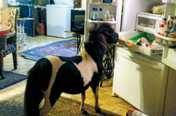 Therapy horse opening the fridge for an afternoon snack.
