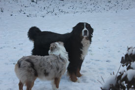 Bentley and his Aussie brother, Ari, playing in the snow.