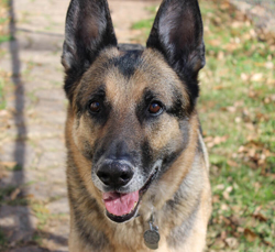 The Great German Shepherd, Vaughn.