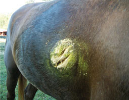 Wound after being packed with Bug Off Garlic.