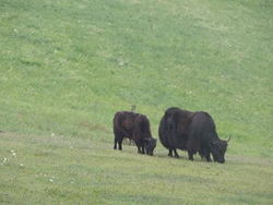 Janet's yaks enjoying the sun.