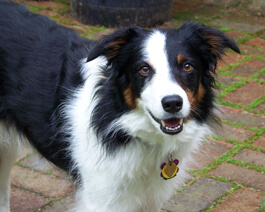 Maggie the Border Collie.