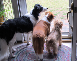 Maggie, Molly & Mandy are looking amazing!