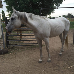 Ace's Transformation: Before.