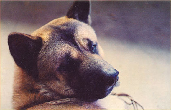 budda-the-dog-picture