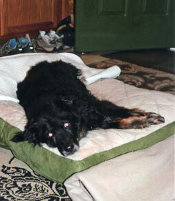 Smokey taking it easy on his comfy bed.