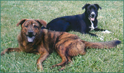 Otis and Forrest with no worries about ticks.